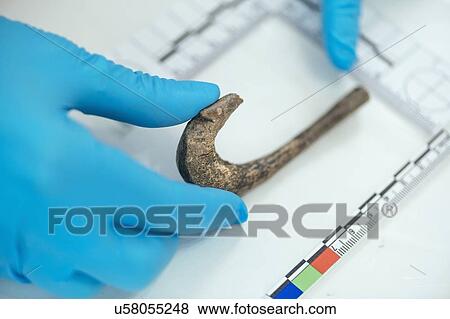 Stock Photo - Archaeologist measuring ancient hook. Fotosearch
