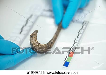 Archaeologist measuring ancient hook View Large Photo Image Stock Photograph - Archaeologist measuring ancient hook. Fotosearch