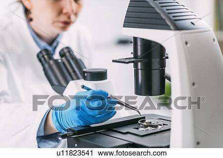 Archaeologists analyzing charred wood under a microscope View Large Photo Image Stock Image - Archaeologists analyzing charred wood under a microscope. Fotosearch