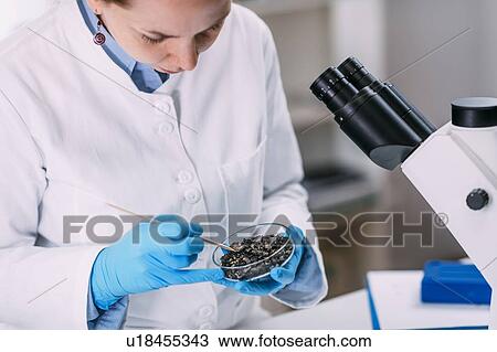 Stock Image - Archaeologists analyzing charred wood in petri dish. Fotosearch