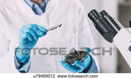 Stock Image - Archaeologists analyzing charred wood in petri dish. Fotosearch