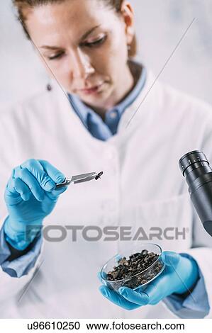 Stock Image - Archaeologists analyzing charred wood in petri dish. Fotosearch