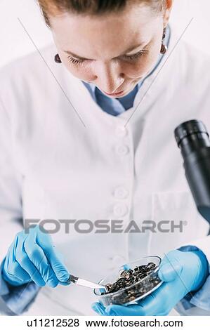 Stock Photo - Archaeologists analyzing charred wood in petri dish. Fotosearch