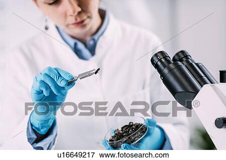 Stock Photo - Archaeologists analyzing charred wood in petri dish. Fotosearch