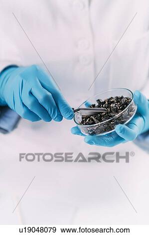 Stock Photo - Archaeologists analyzing charred wood in petri dish. Fotosearch