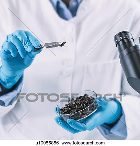 Stock Photograph - Archaeologists analyzing charred wood in petri dish. Fotosearch