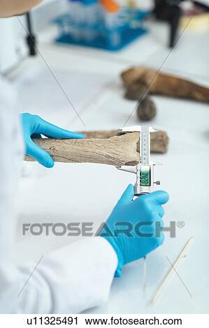 Stock Image - Archaeologists measuring prehistoric antler tool. Fotosearch