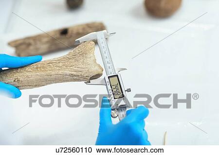 Archaeologists measuring prehistoric antler tool View Large Photo Image Stock Image - Archaeologists measuring prehistoric antler tool. Fotosearch