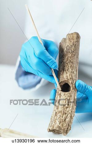 Stock Photograph - Archaeology researcher analyzing prehistoric axe. Fotosearch