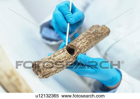 Stock Photography - Archaeology researcher analyzing prehistoric axe. Fotosearch
