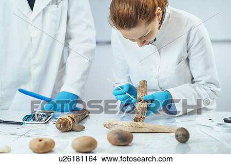 Picture - Archaeology researcher reconstructing ancient tool. Fotosearch