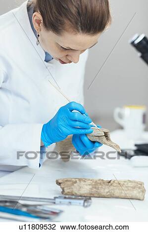 Archaeology researchers analyzing ancient antler tool View Large Photo Image Stock Image - Archaeology researchers analyzing ancient antler tool. Fotosearch