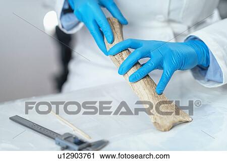 Stock Image - Archaeology researchers analyzing ancient antler tool. Fotosearch