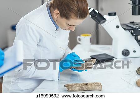 Archaeology researchers analyzing ancient antler tool View Large Photo Image Stock Image - Archaeology researchers analyzing ancient antler tool. Fotosearch