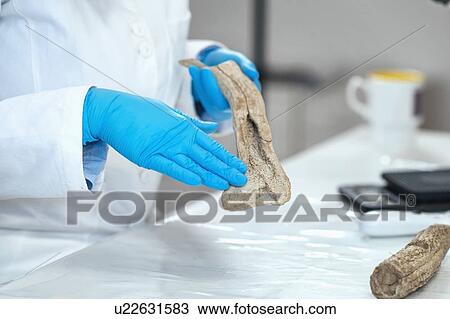 Stock Image - Archaeology researchers analyzing ancient antler tool. Fotosearch