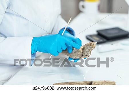 Archaeology researchers analyzing ancient antler tool View Large Photo Image Stock Image - Archaeology researchers analyzing ancient antler tool. Fotosearch