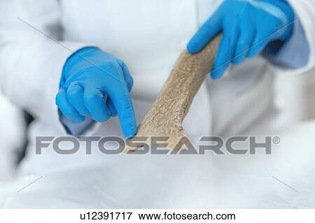 Stock Photo - Archaeology researchers analyzing ancient antler tool. Fotosearch