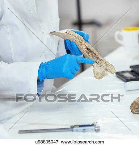 Stock Photo - Archaeology researchers analyzing ancient antler tool. Fotosearch