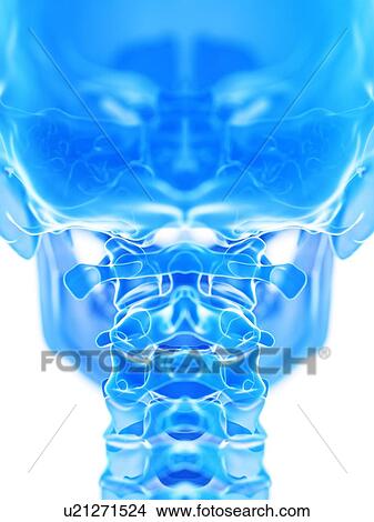 Atlas bone, illustration View Large Photo Image Picture - Atlas bone, illustration. Fotosearch