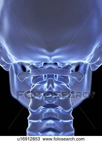 Atlas bone, illustration View Large Photo Image Stock Image - Atlas bone, illustration. Fotosearch