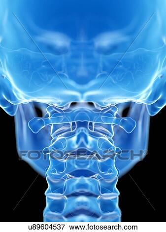 Stock Photo - Atlas bone, illustration. Fotosearch