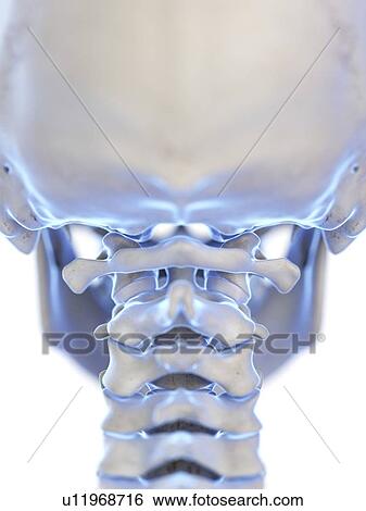 Atlas bone, illustration View Large Photo Image Stock Photograph - Atlas bone, illustration. Fotosearch
