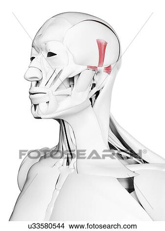 Picture - Auricularis muscles, illustration. Fotosearch