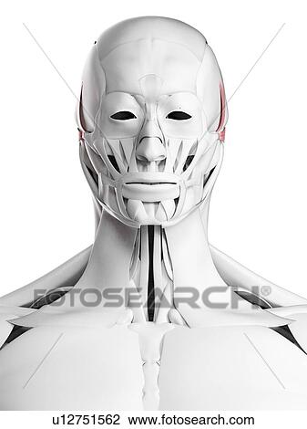 Stock Image - Auricularis muscles, illustration. Fotosearch