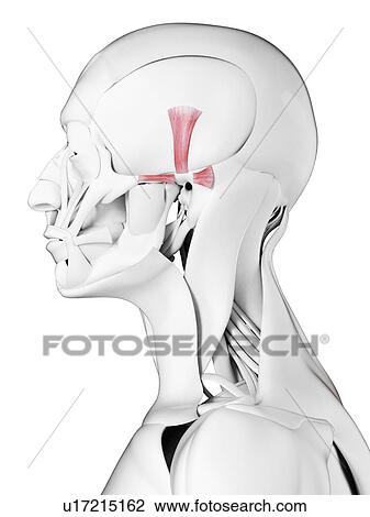 Stock Image - Auricularis muscles, illustration. Fotosearch