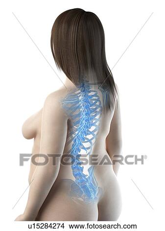 Back bones, illustration View Large Photo Image Picture - Back bones, illustration. Fotosearch