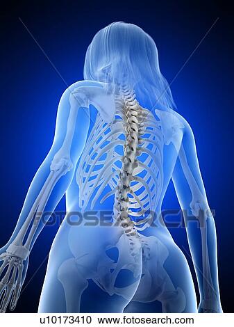 Stock Image - Back bones, illustration. Fotosearch