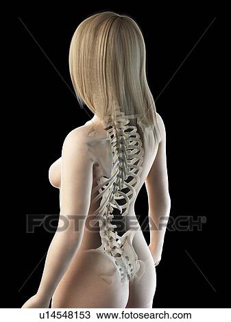 Stock Image - Back bones, illustration. Fotosearch