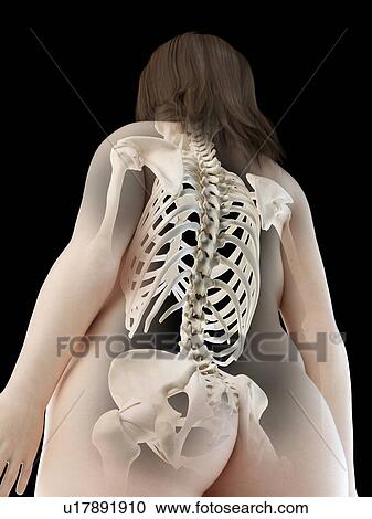Back bones, illustration View Large Photo Image Stock Image - Back bones, illustration. Fotosearch