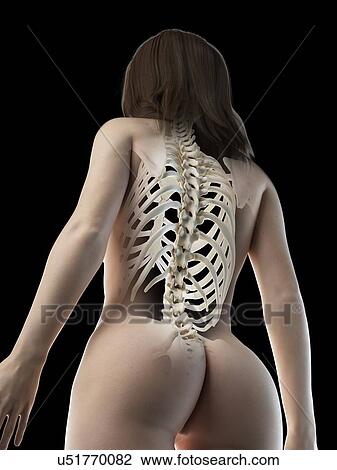 Back bones, illustration View Large Photo Image Stock Image - Back bones, illustration. Fotosearch
