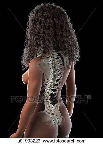 Back bones, illustration View Large Photo Image Stock Image - Back bones, illustration. Fotosearch
