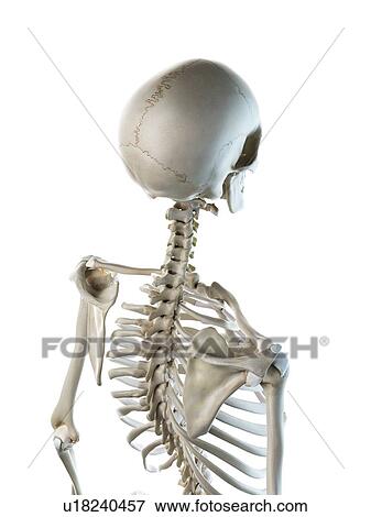 Stock Photo - Back bones, illustration. Fotosearch