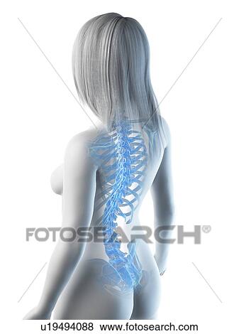 Stock Photo - Back bones, illustration. Fotosearch