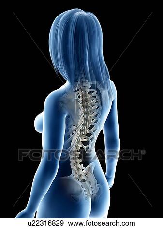 Stock Photo - Back bones, illustration. Fotosearch