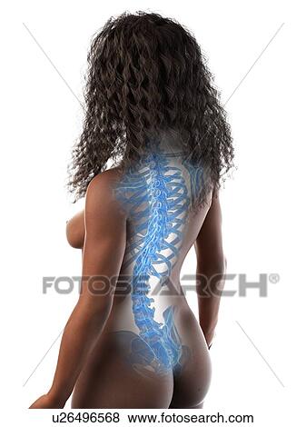 Stock Photo - Back bones, illustration. Fotosearch