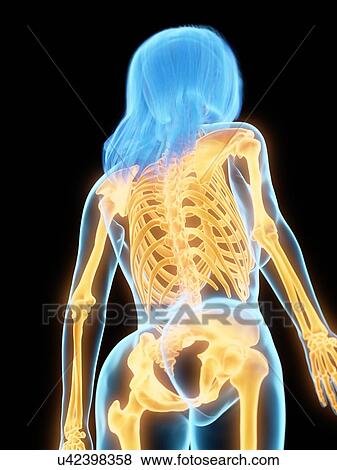 Stock Photo - Back bones, illustration. Fotosearch