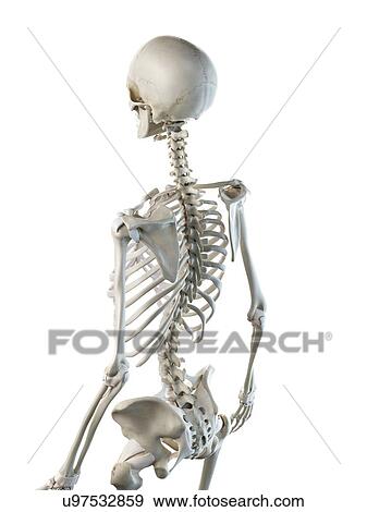 Back bones, illustration View Large Photo Image Stock Photo - Back bones, illustration. Fotosearch