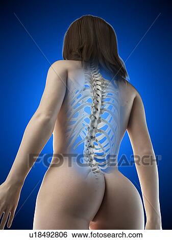Back bones, illustration View Large Photo Image Stock Photograph - Back bones, illustration. Fotosearch