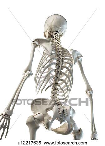 Stock Photography - Back bones, illustration. Fotosearch