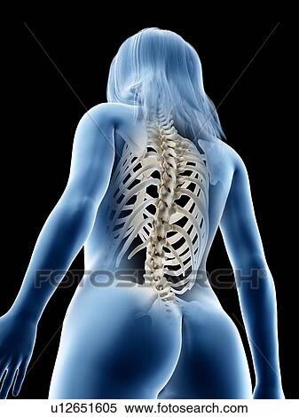Stock Photography - Back bones, illustration. Fotosearch