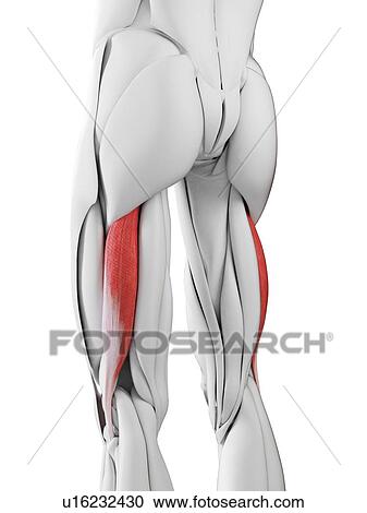 Biceps femoris longus muscles, illustration View Large Photo Image Stock Image - Biceps femoris longus muscles, illustration. Fotosearch