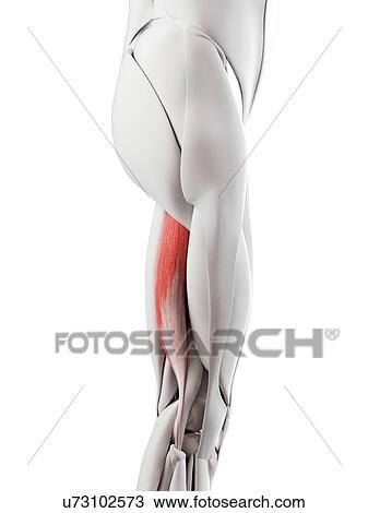 Stock Image - Biceps femoris longus muscles, illustration. Fotosearch