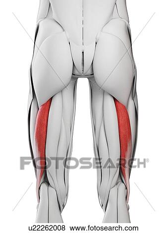 Biceps femoris longus muscles, illustration View Large Photo Image Stock Photo - Biceps femoris longus muscles, illustration. Fotosearch