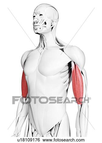 Biceps muscles, illustration View Large Photo Image Stock Photograph - Biceps muscles, illustration. Fotosearch