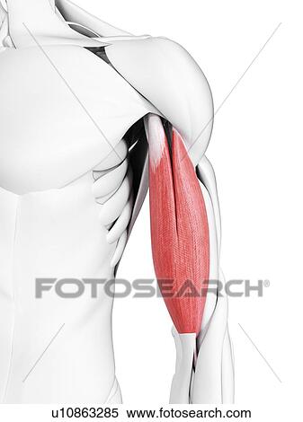 Stock Photography - Biceps muscles, illustration. Fotosearch