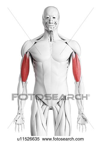 Biceps muscles, illustration View Large Photo Image Stock Photography - Biceps muscles, illustration. Fotosearch